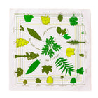 ツリーズオブノースアメリカ