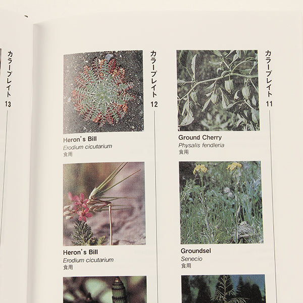 アウトドアサバイバル技法