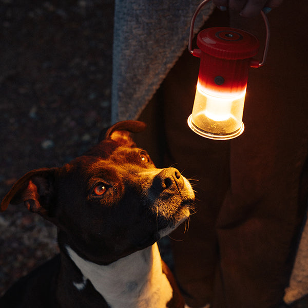 ベアボーンズ フードゥ―ランタン