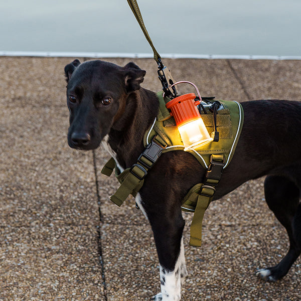 ベアボーンズ フードゥ―ランタン