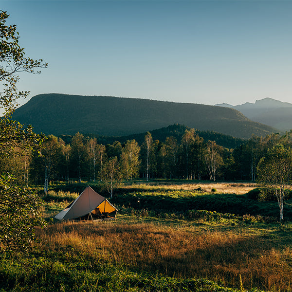 サバティカル モーニンググローリー Synthetic plus